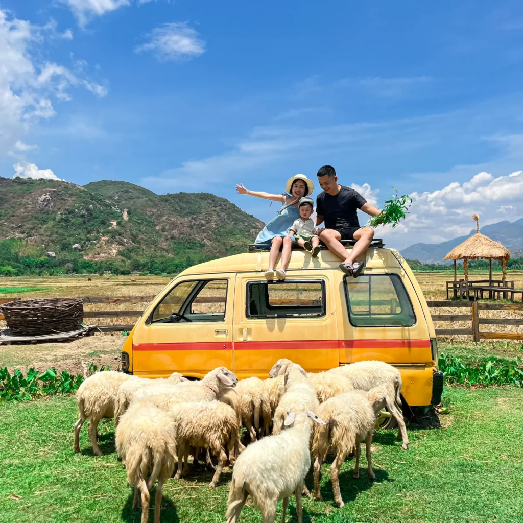 Đồng cừu Ninh Thuận 3