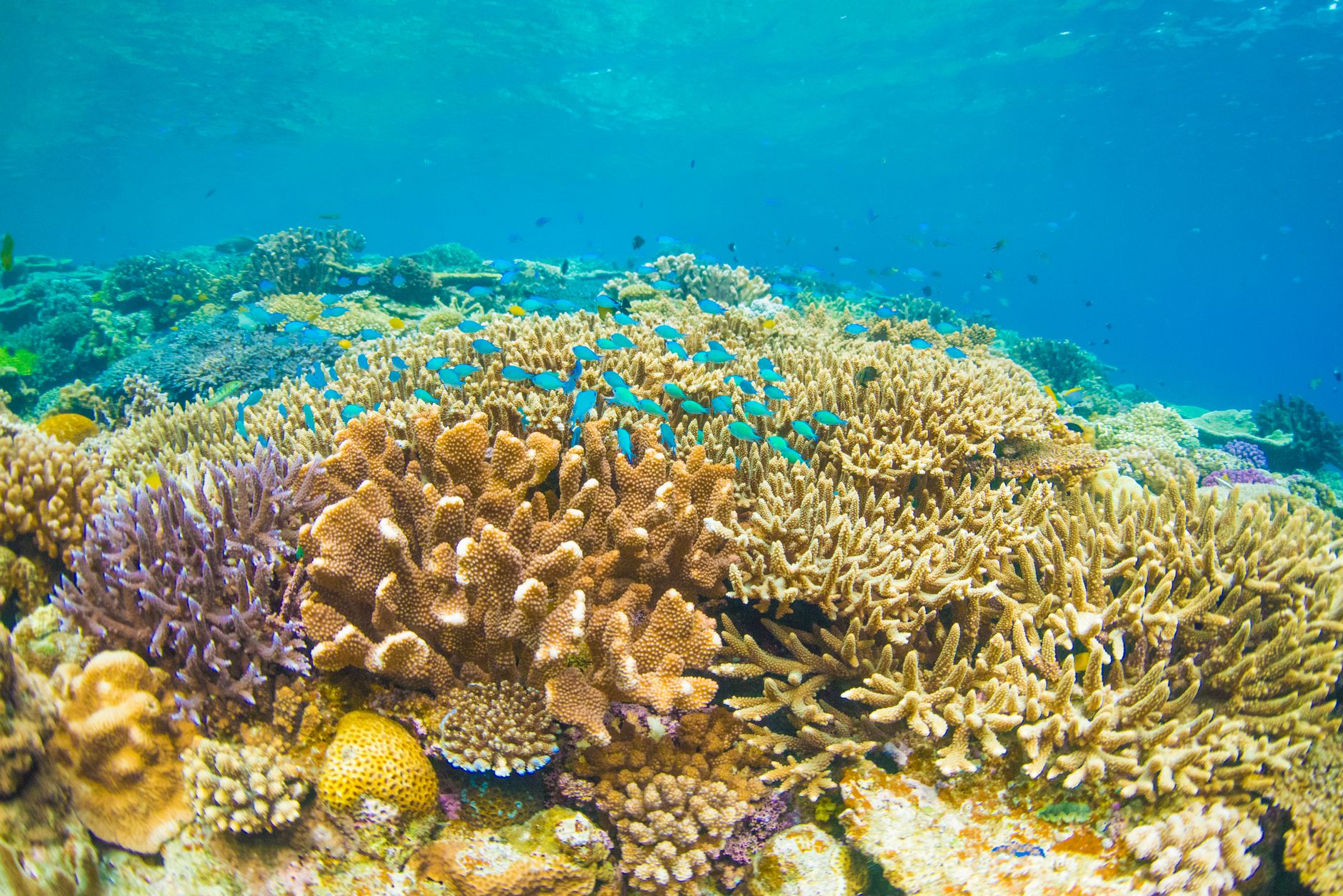 Du khách lặn ngắm san hô và sinh vật biển trong tour ghép Nha Trang